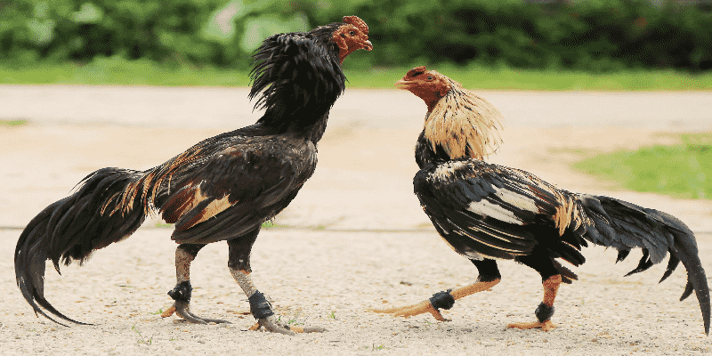 Chiến thuật chơi đá gà trực tiếp ta88 hiệu quả